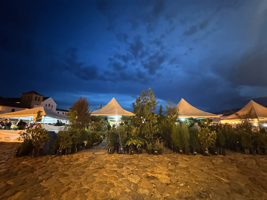 Las Palmas y Jardines de Manuel en el Festival Nacional del Árbol, Villa de Leyva