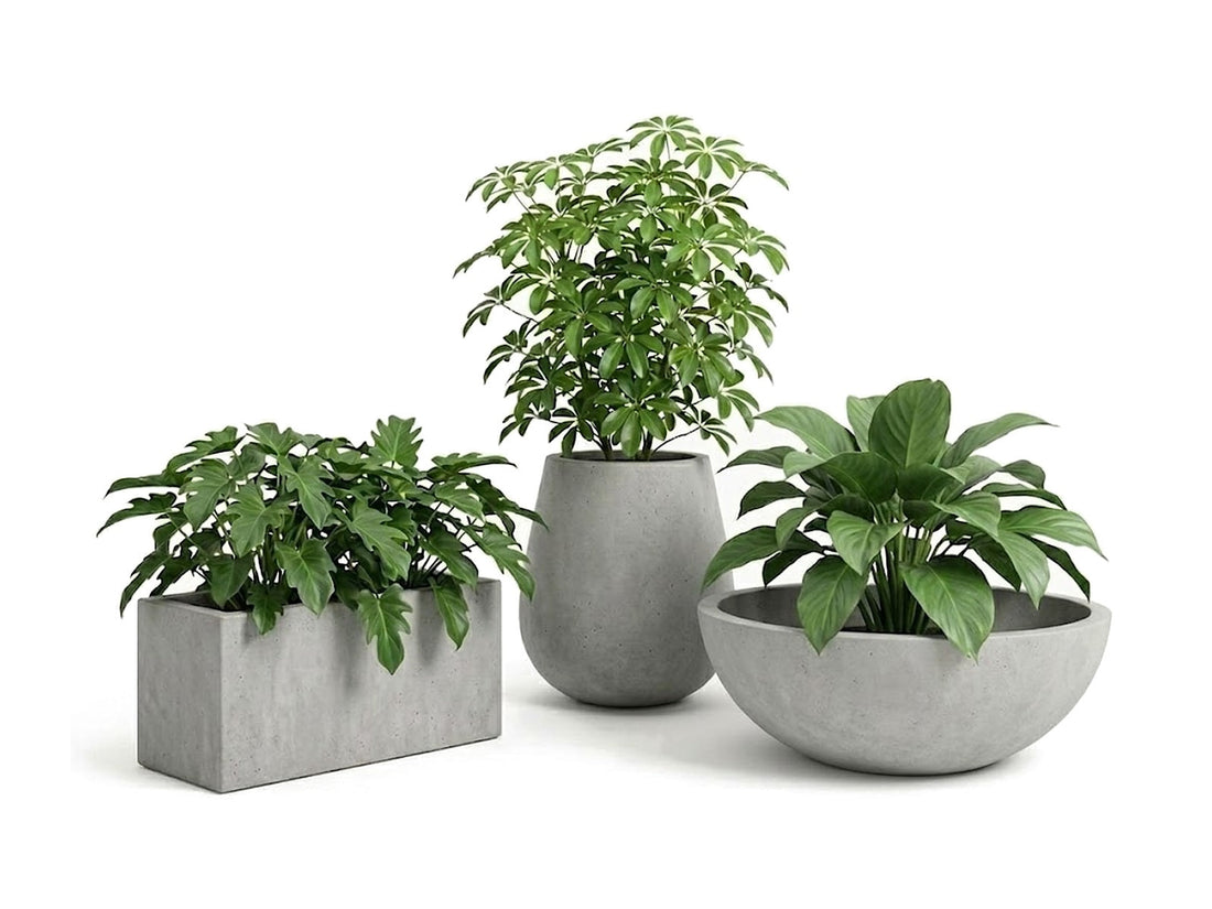 Cómo elegir la matera perfecta para tu planta