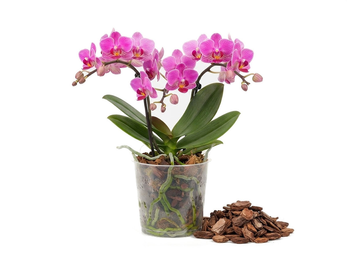 Sustrato para orquídeas: por qué no van en tierra