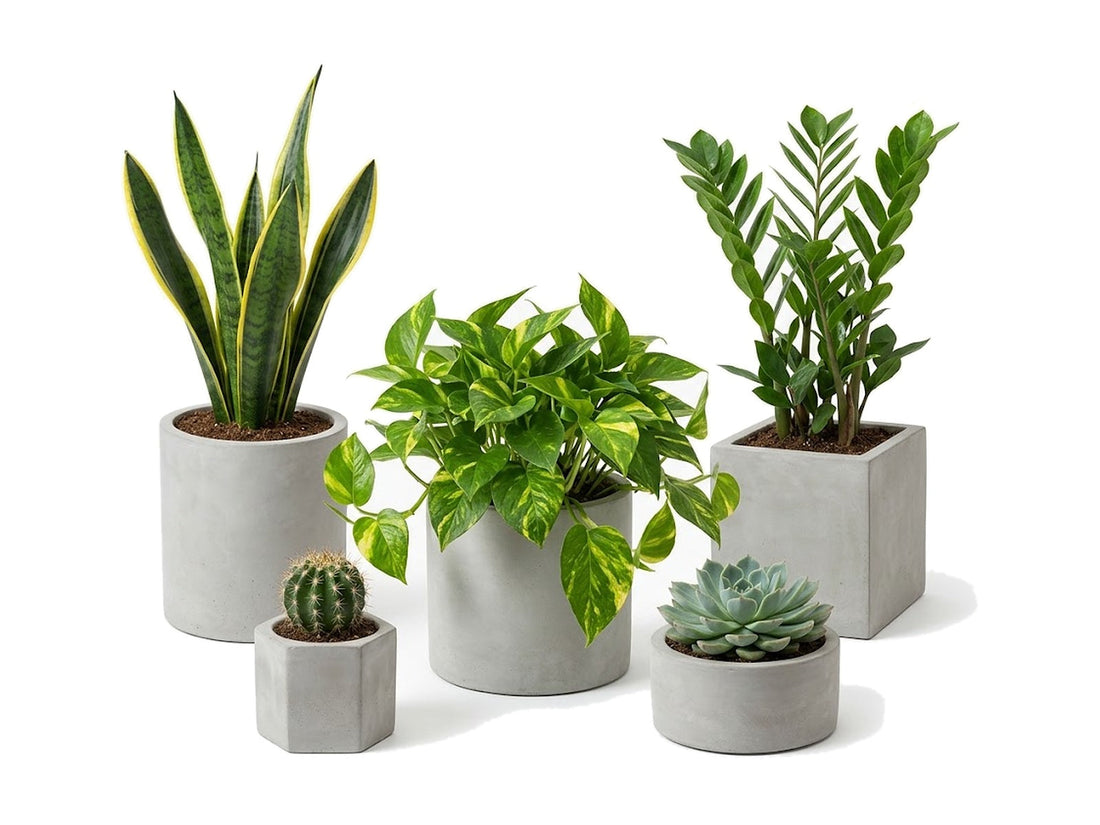 Plantas fáciles de cuidar para empezar tu jardín en casa