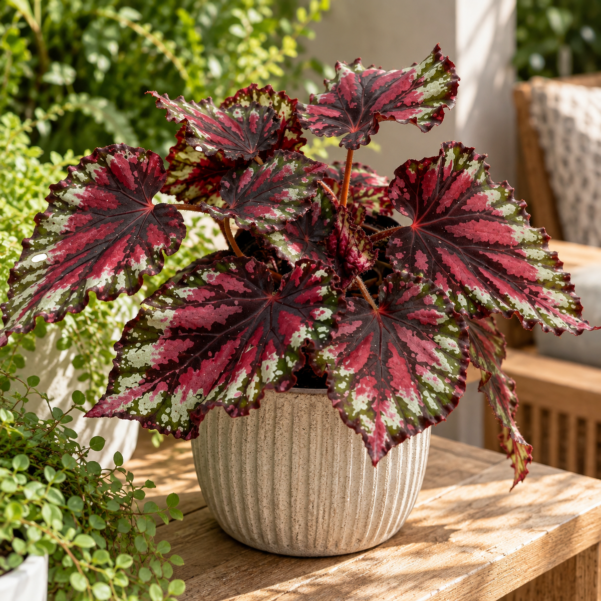 Begonia rex — foto 3