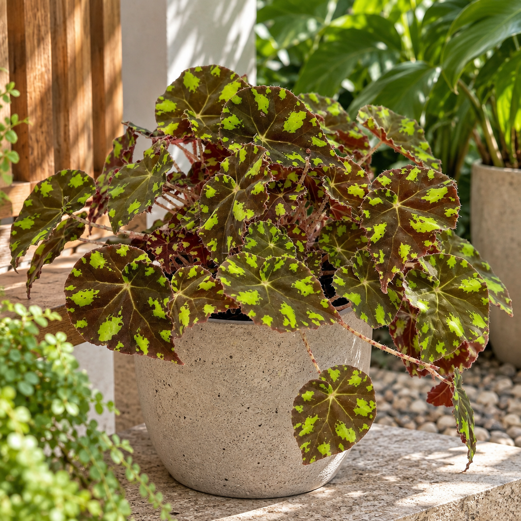 Begonia piel de sapo — foto 3