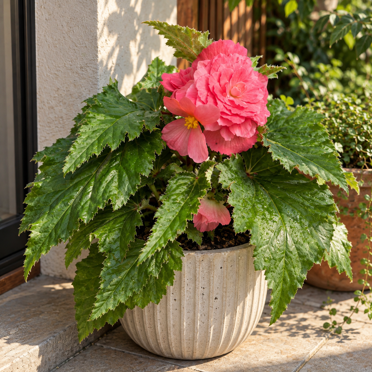 Begonia de flor — foto 3