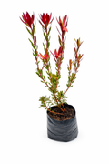 Protea roja
