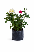 Rosa mini