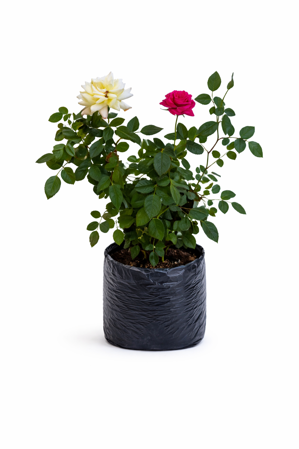 Rosa mini