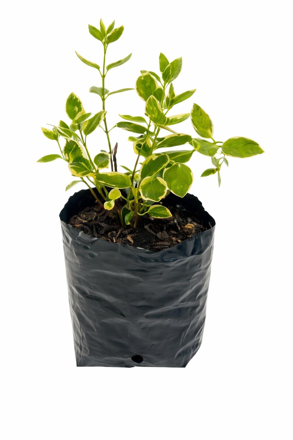 Vinca variegada