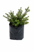 Westringia