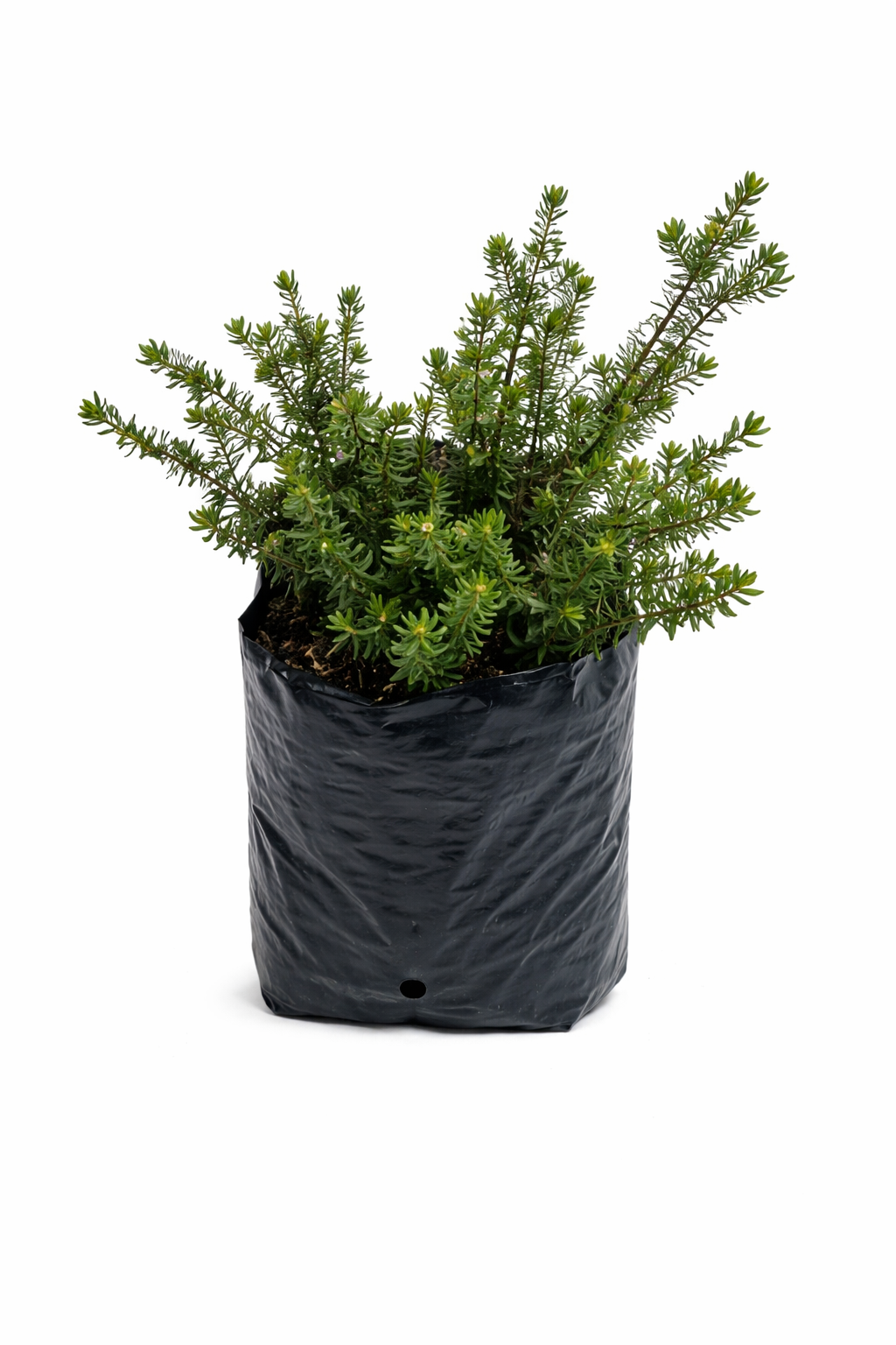 Westringia