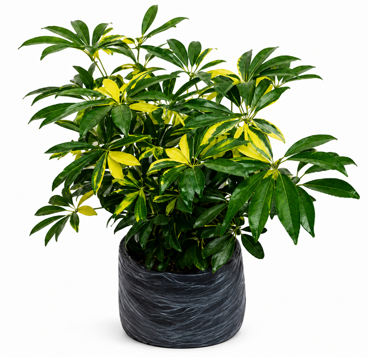 Cheflera variegada