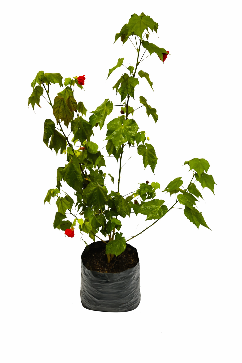 Abutilon amarillo o rojo