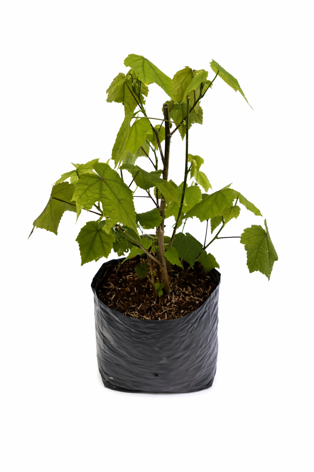 Abutilon amarillo o rojo