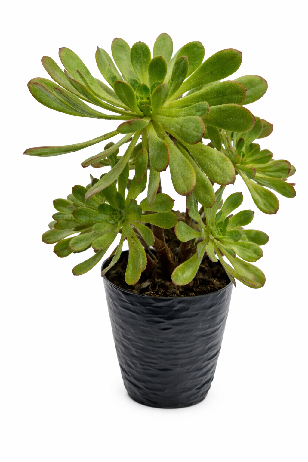 Adeonium verde gris