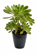 Adeonium verde gris