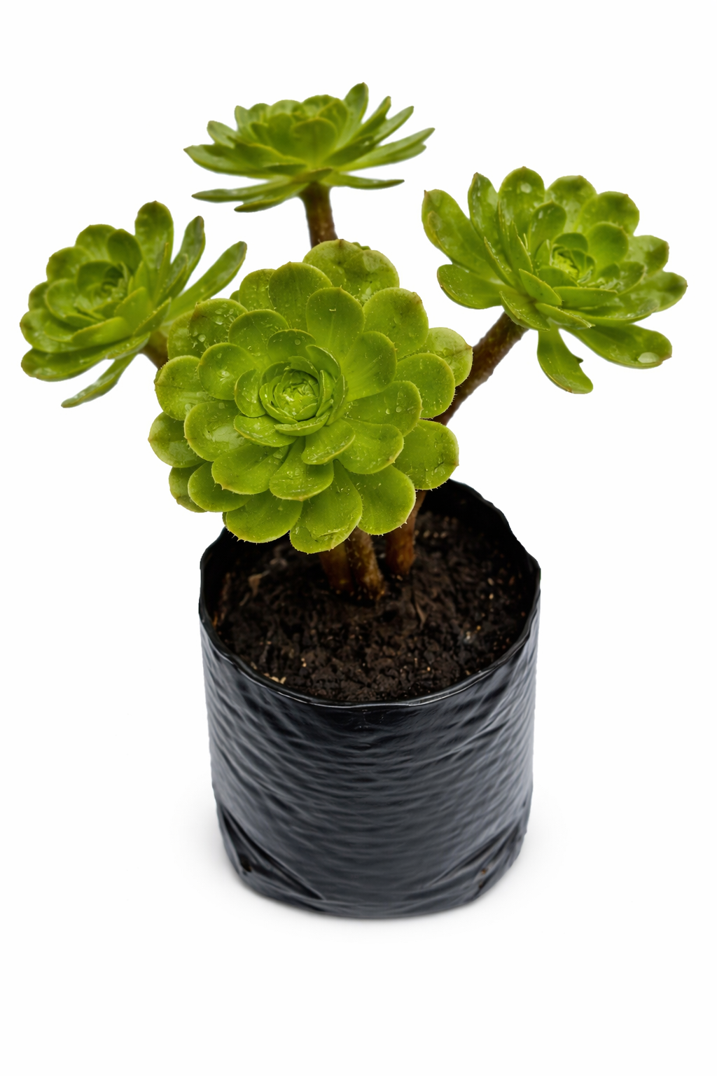 Adeonium verde limon