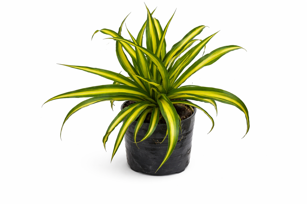 Cinta mala madre variegada