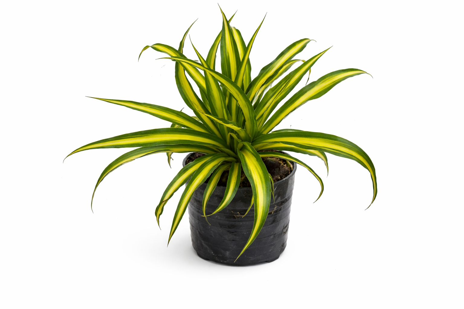 Cinta mala madre variegada