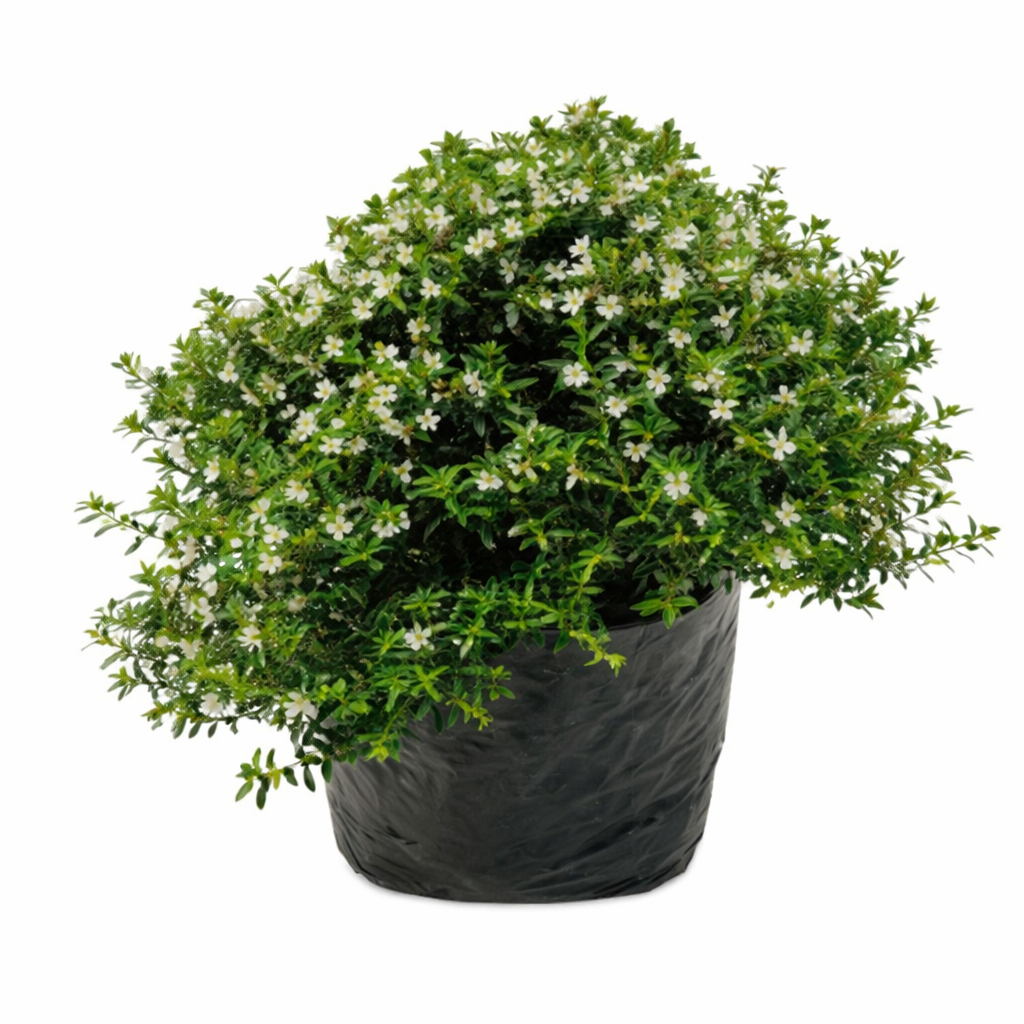 Cupeas o diosma