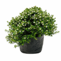 Cupeas o diosma