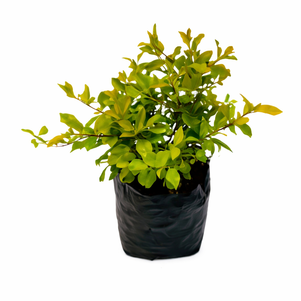 Duranta limon