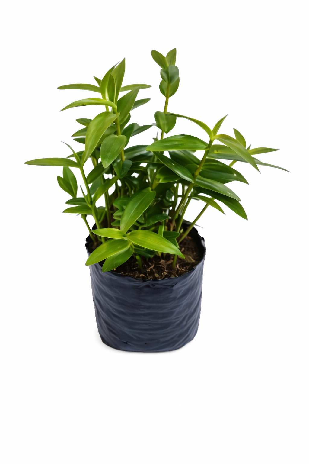Epidendrum