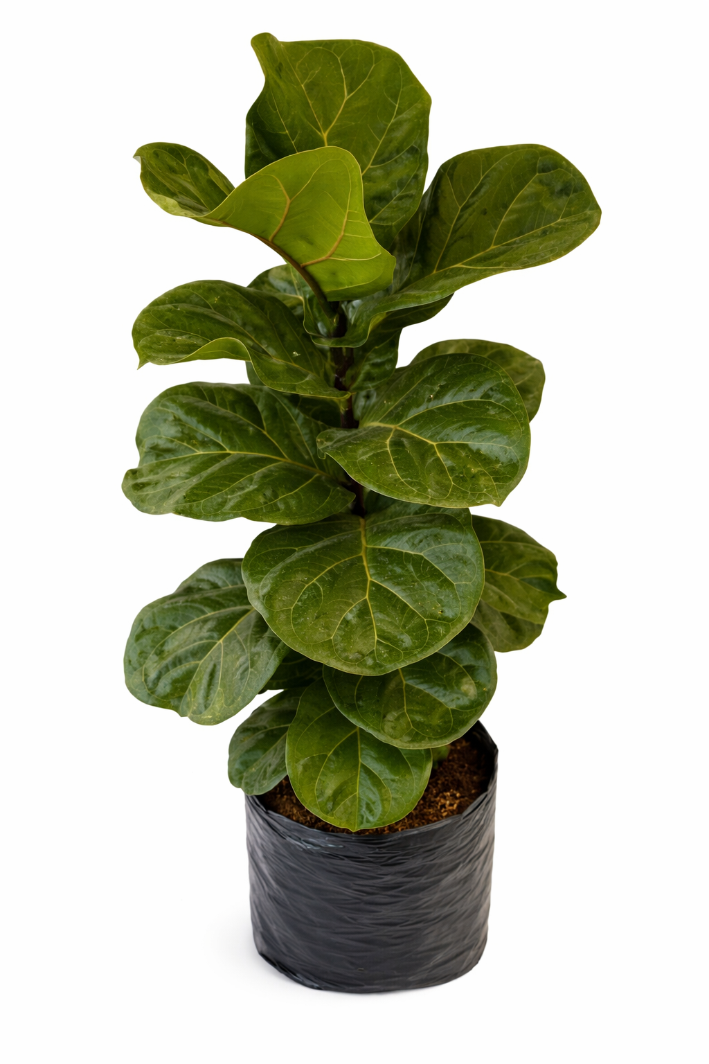 Ficus bambino