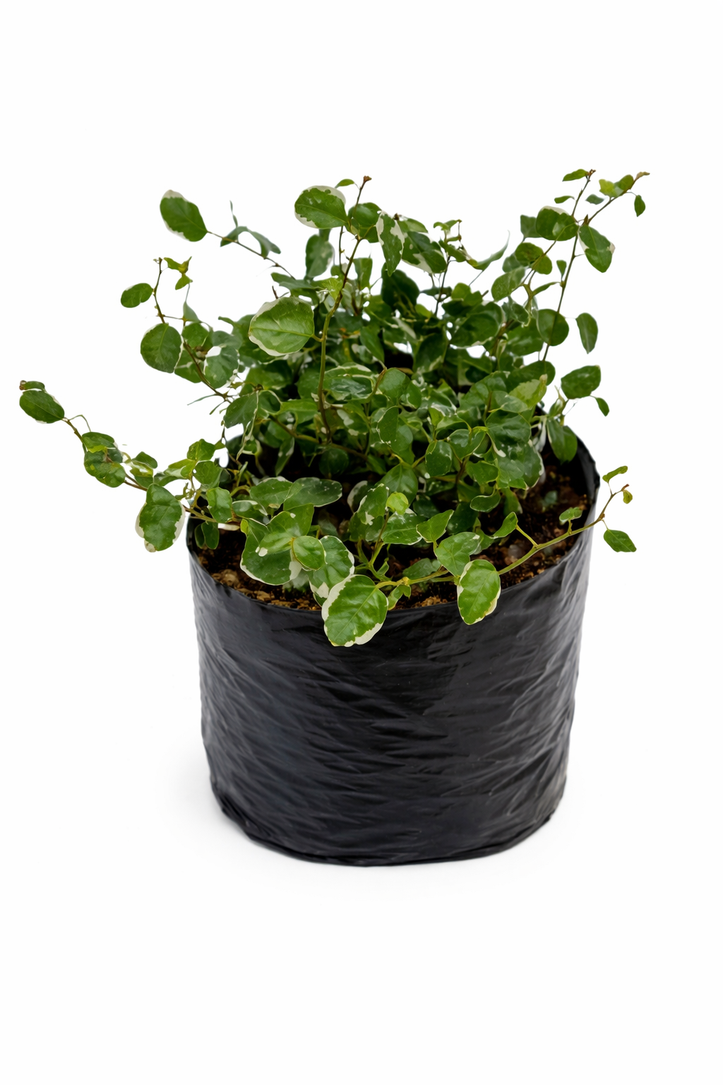 Ficus rastrero