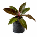 Filoendro burgundy
