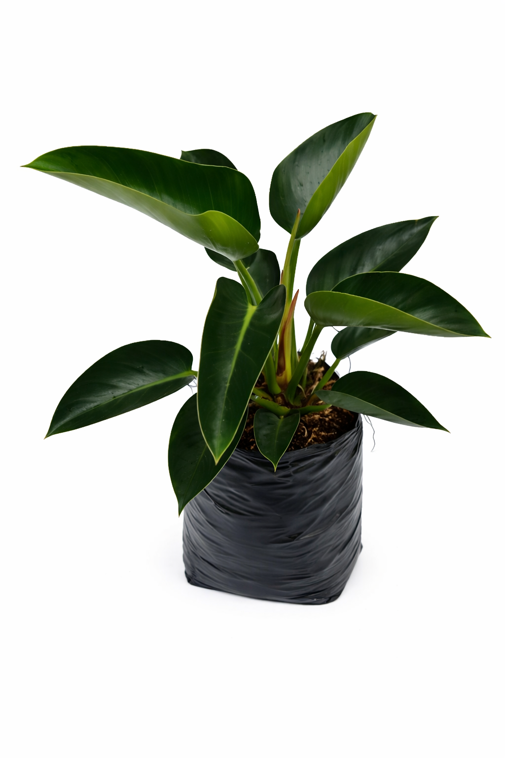 Filoendro congo verde