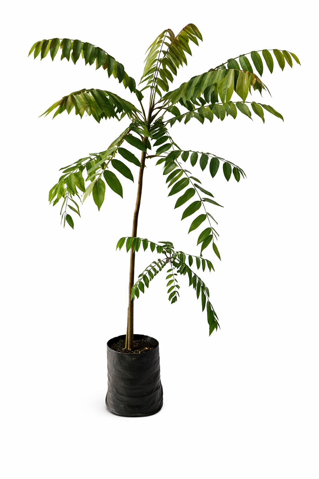 Cedro altura