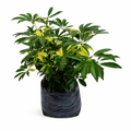 Cheflera variegada