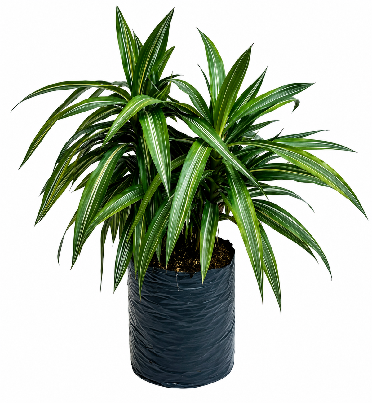 Guarneke