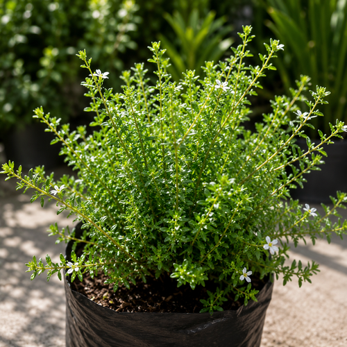 Westringia