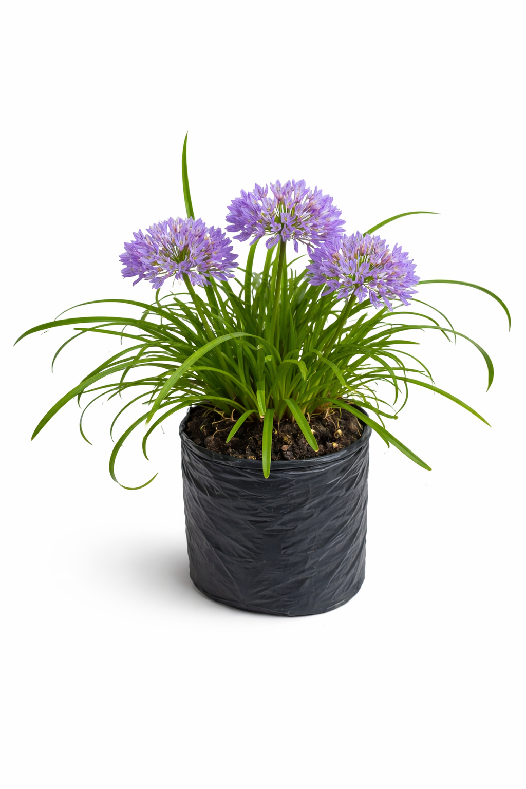 Agapando enano morado