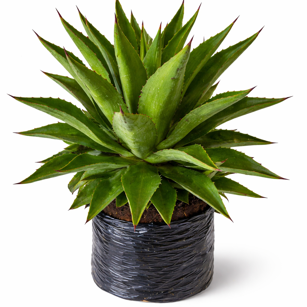Agave americana