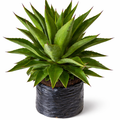 Agave americana