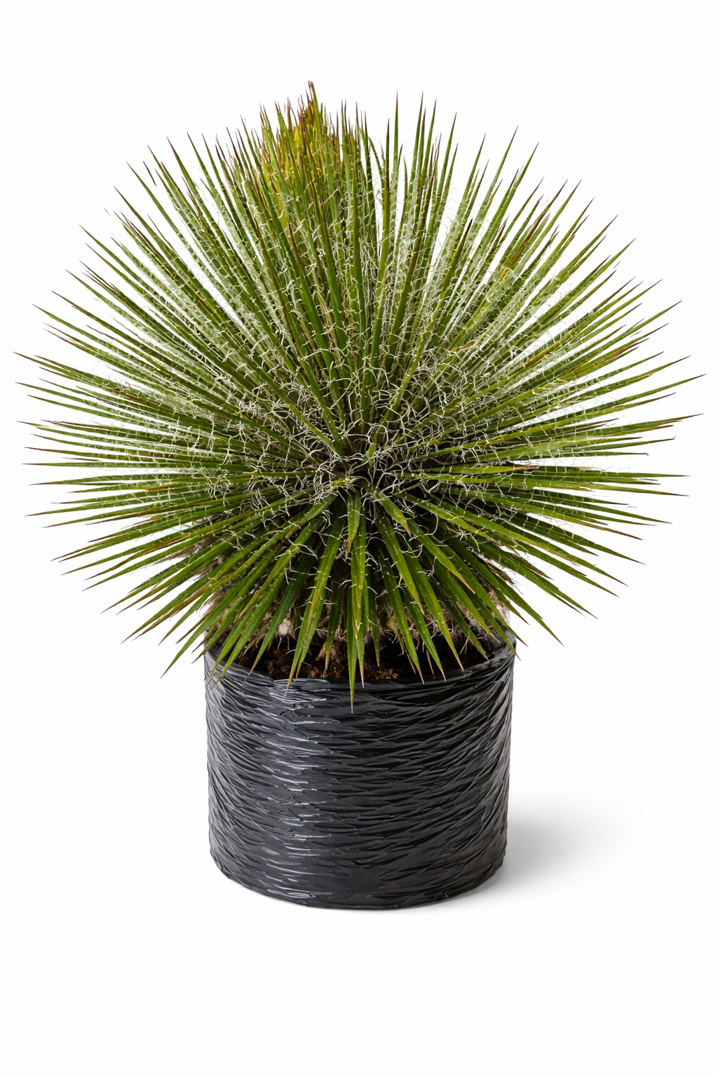 Agave blanco o aguja