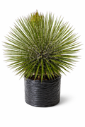 Agave blanco o aguja