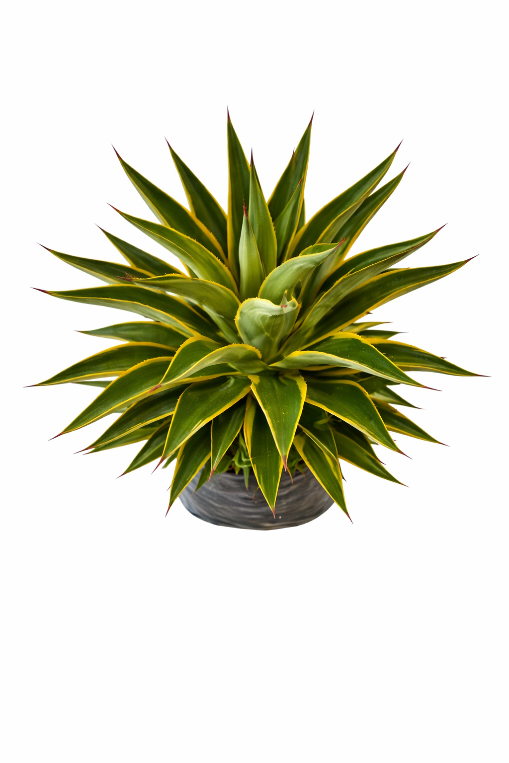 Agave variegado