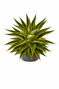 Agave variegado
