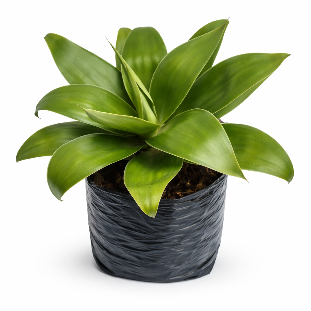 Agave verde liso