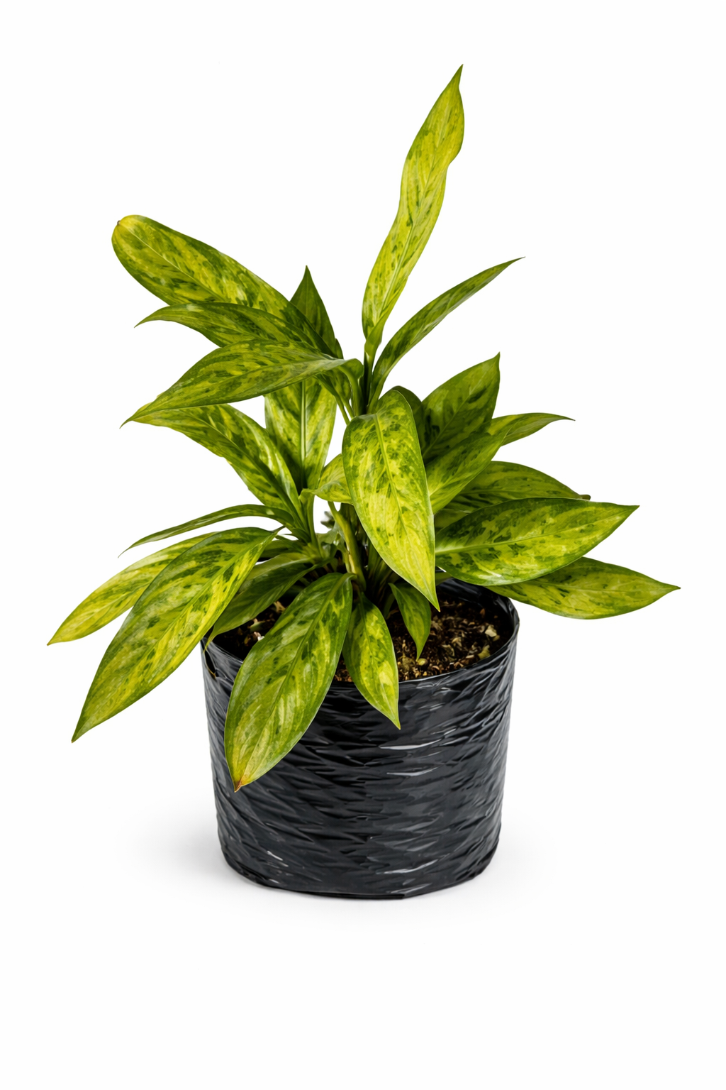 Aglonema dollar