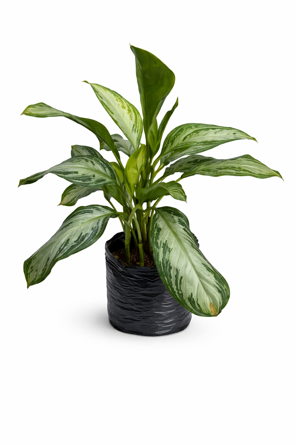 Aglonema patico