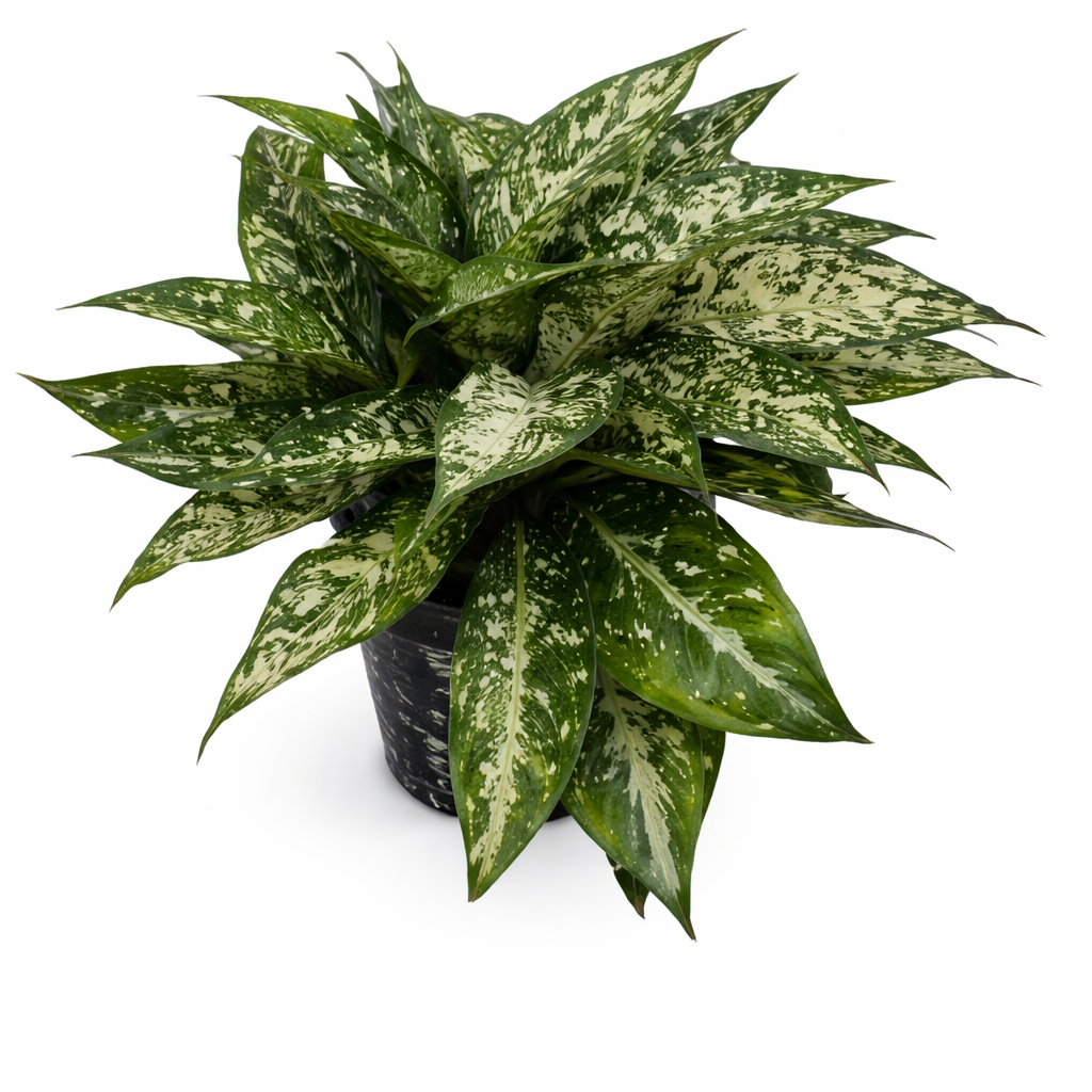 Aglonema perdiz