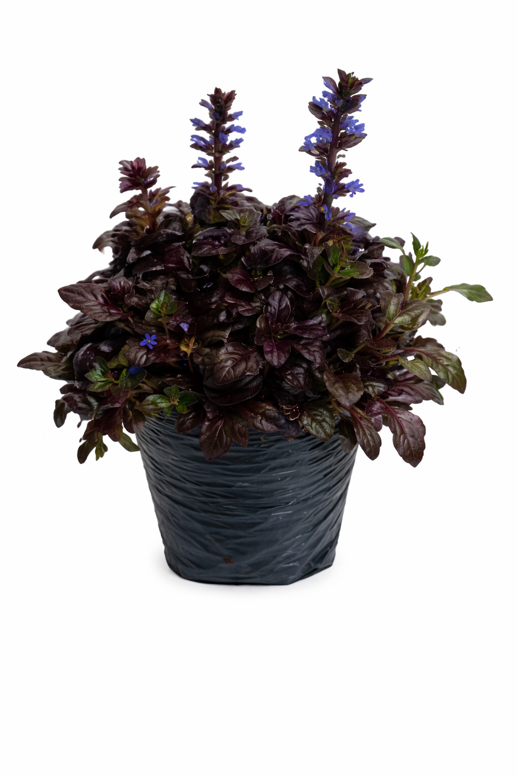 Ajuga morada