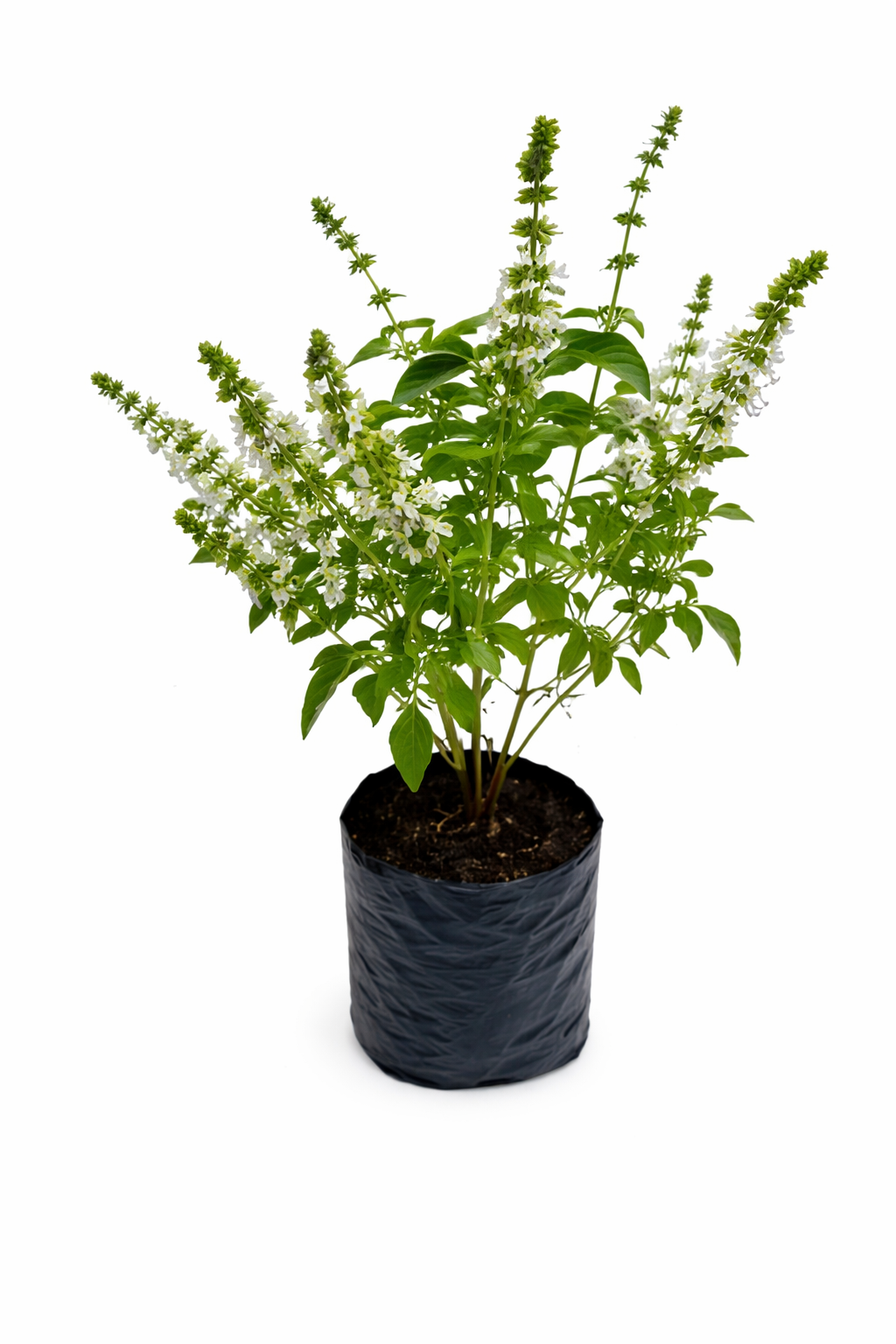 Albahaca verde