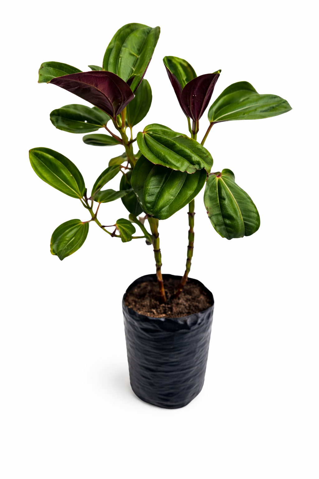 Amarrabollo morado