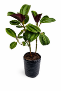 Amarrabollo morado