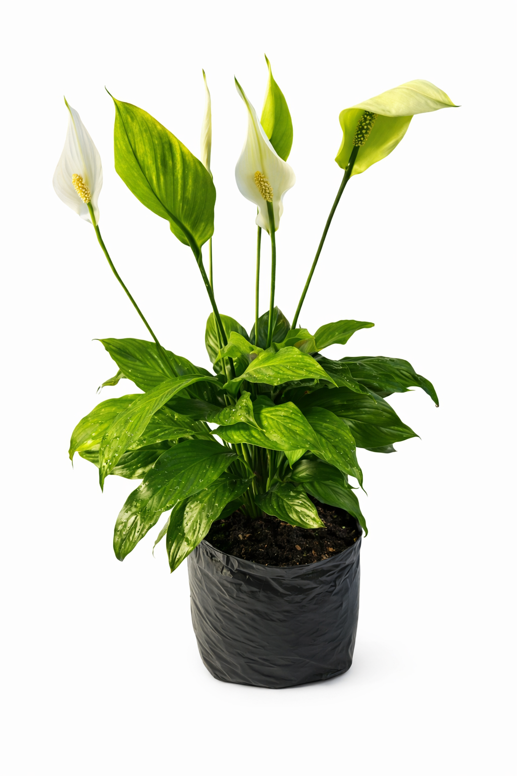 Anturio mandaloa