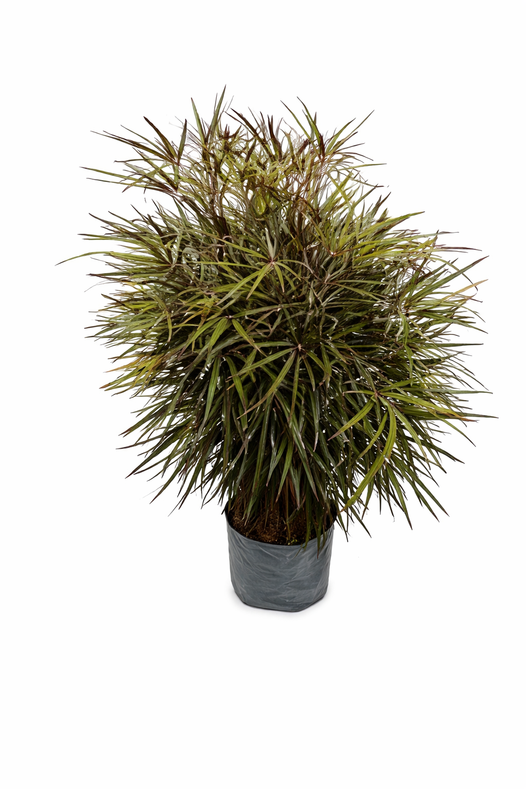 Aralia elegantisima